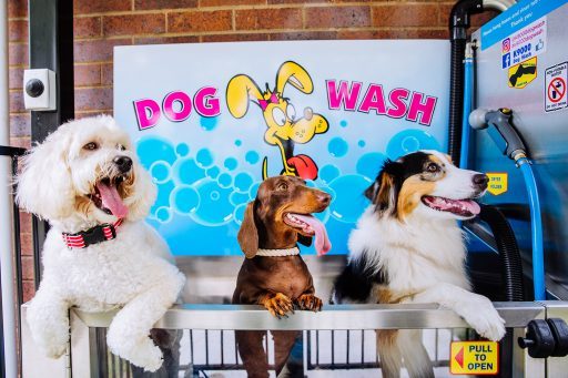 Kirra Beach Dog Wash