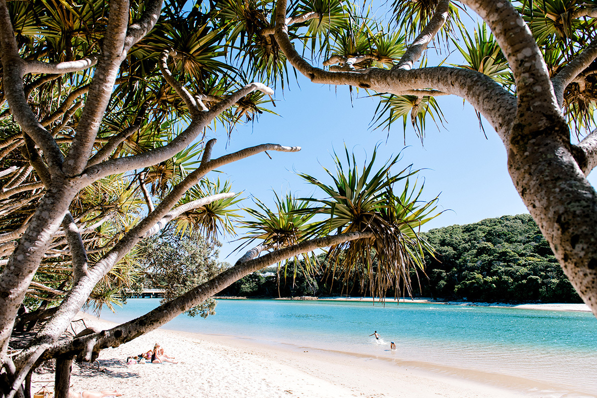 Tallebudgera Creek through the leaves of a Pandanus tree. The water is calm and crystal blue.