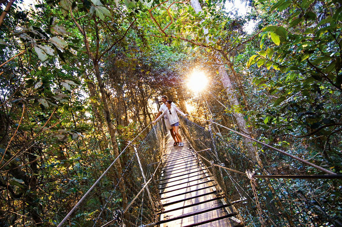 A couple walking along the elevated Tree Top Walk through the forest at O'Reilly's Rainforest Retreat.