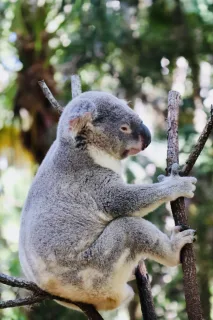 Koala in a eucalyptus tree