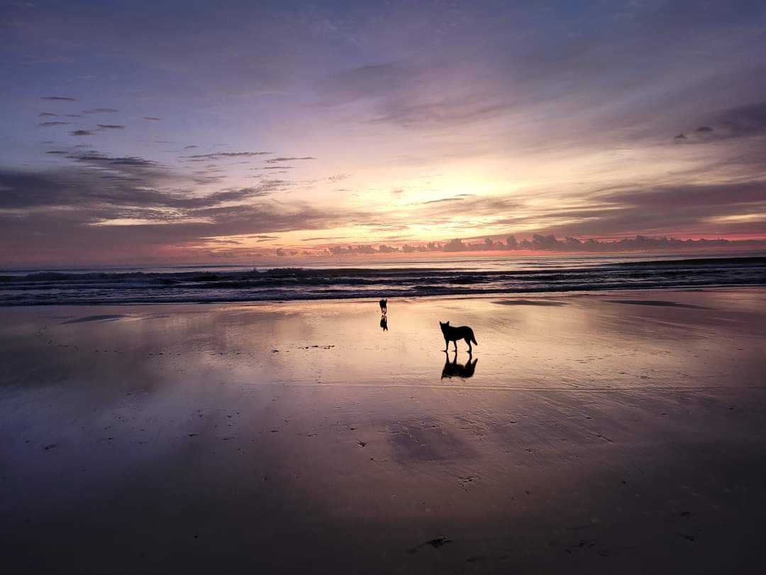 Beach time to let your dogs run wild!